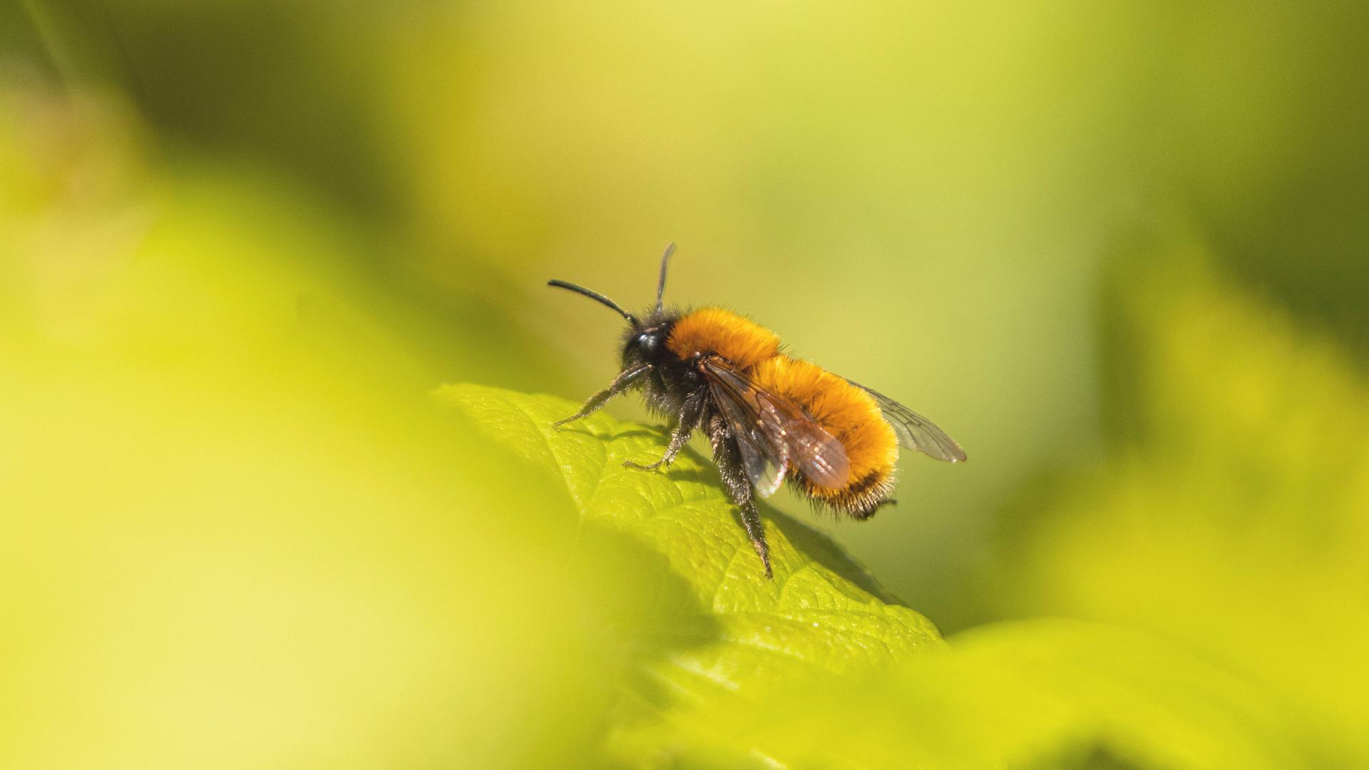 Eine Wildbiene sitzt auf einem Blatt. 