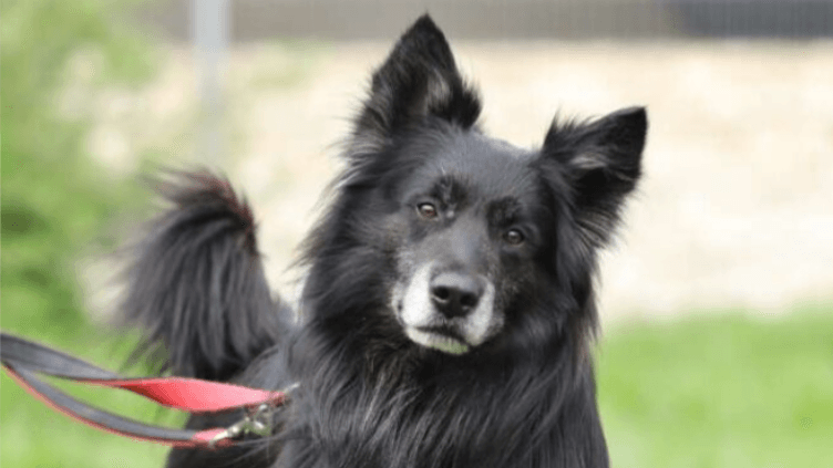 Rüde Fukano im Berliner Tierheim: Die Einrichtung sucht für den Hund ein neues Zuhause.