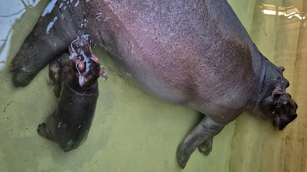 Schnittbilder_Flusspferd_Nachwuchs_Trinken_03.jpg Schnittbilder_Flusspferd_Nachwuchs_Trinken_03.jpg