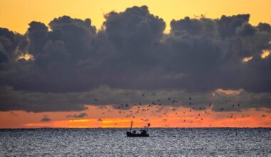 Greenpeace: Speisefische aus Nord- und Ostsee mit PFAS belastet