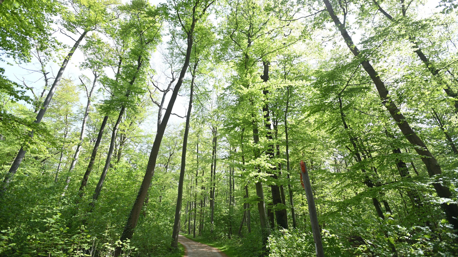 Stadtwald Eilenriede in Hannover: Es handelt sich um Europas größten innerstädtischen Wald. Stadtwald Eilenriede in Hannover: Es handelt sich um Europas größten innerstädtischen Wald.