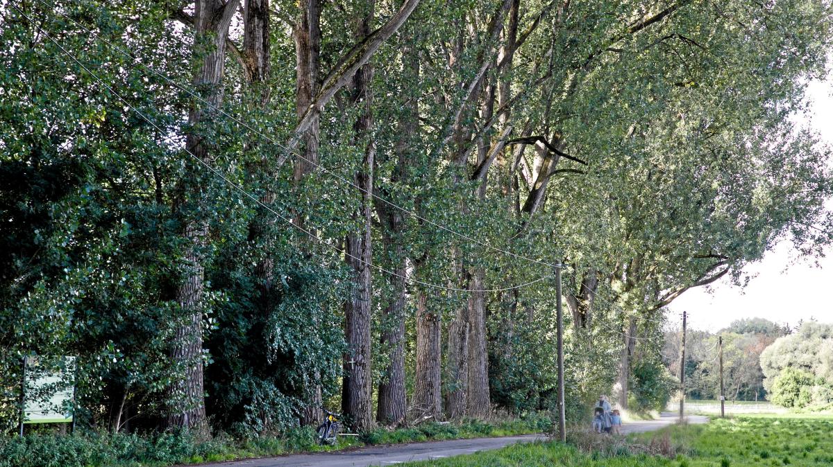 Oberbürgermeisterin macht Gögginger Pappeln zur Chefsache