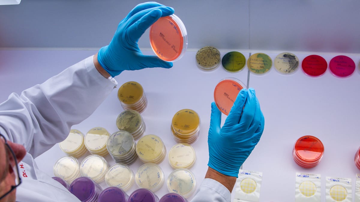 Schleswig-Holstein und Hamburg: Das Ehec-Virus breitet sich im Norden aus