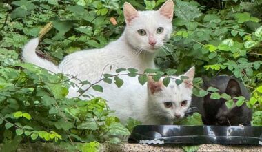 Hotspot am Campus Grifflenberg: Verein Taltatzen versorgt streunende Katzen in Wuppertal - blickfeld