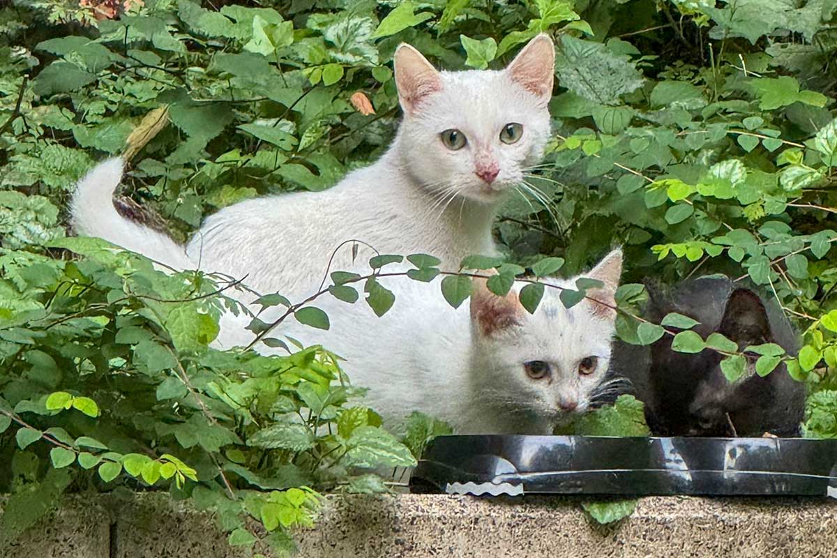 Hotspot am Campus Grifflenberg: Verein Taltatzen versorgt streunende Katzen in Wuppertal - blickfeld