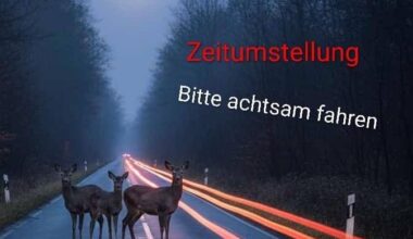 Rehe auf der Straße in Essen - Darauf solltet Ihr achten