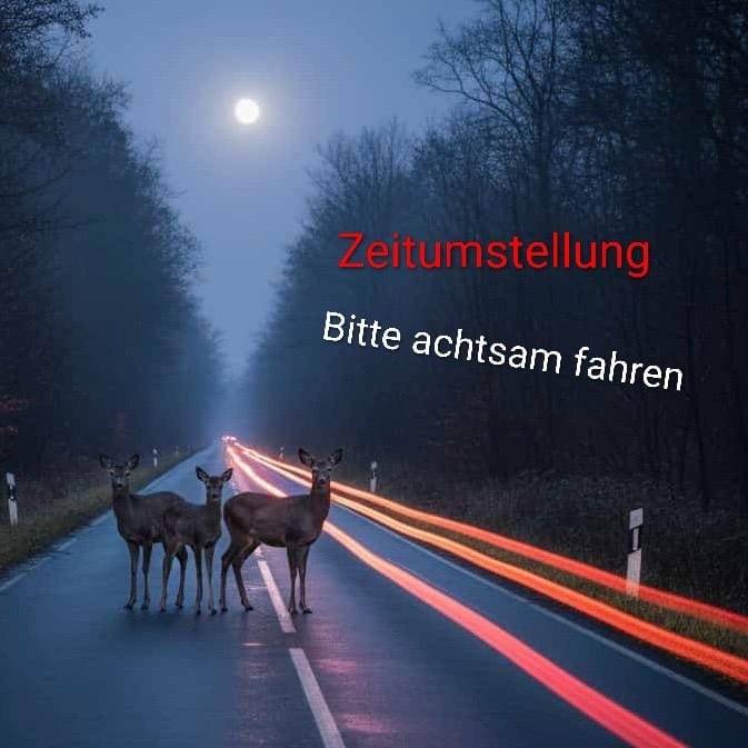 Rehe auf der Straße in Essen - Darauf solltet Ihr achten