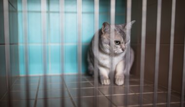 Tierheim Duisburg weist Katzen-Besitzer ab – seine Reaktion macht wütend- DerWesten.de