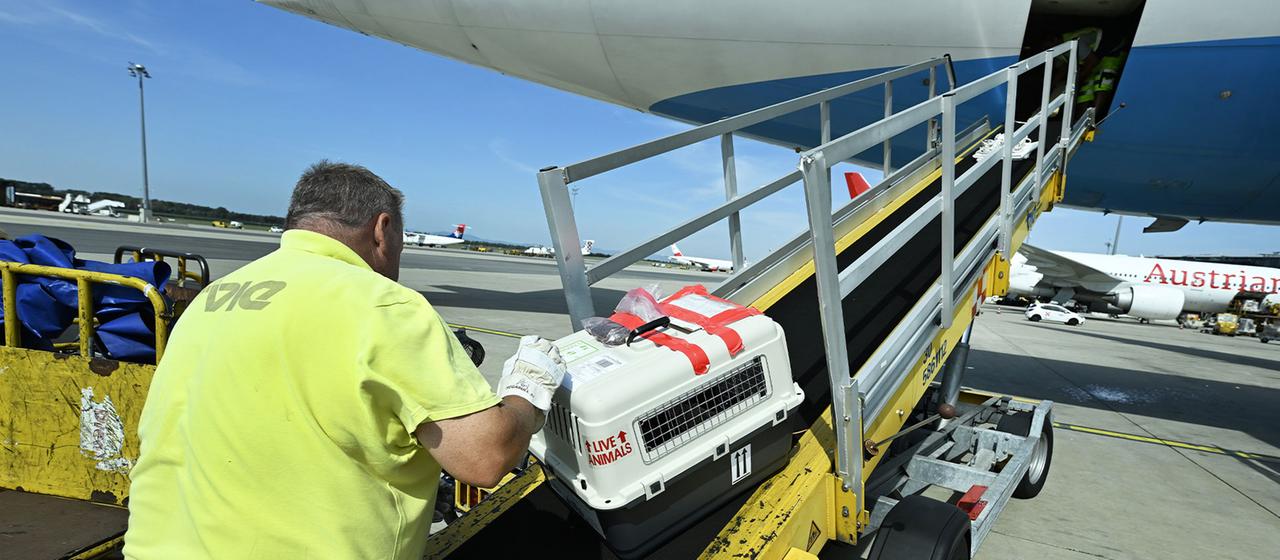 Ein Tier wird in den Frachtraum eines Flugzeuges geladen. | picture alliance / ROBERT JAEGER Ein Tier wird in den Frachtraum eines Flugzeuges geladen.
