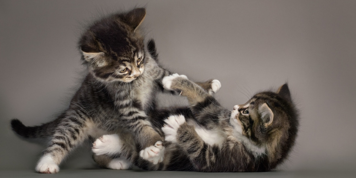 Tiki und Kiwi sind American-Longhair-Kätzchen und ungefähr neun Wochen alt. Wilde Kampf- und Tobespiele junger Katzen sind wichtig, um all die Fertigkeiten auszuprägen, die für das Erwachsenenleben nötig sind.