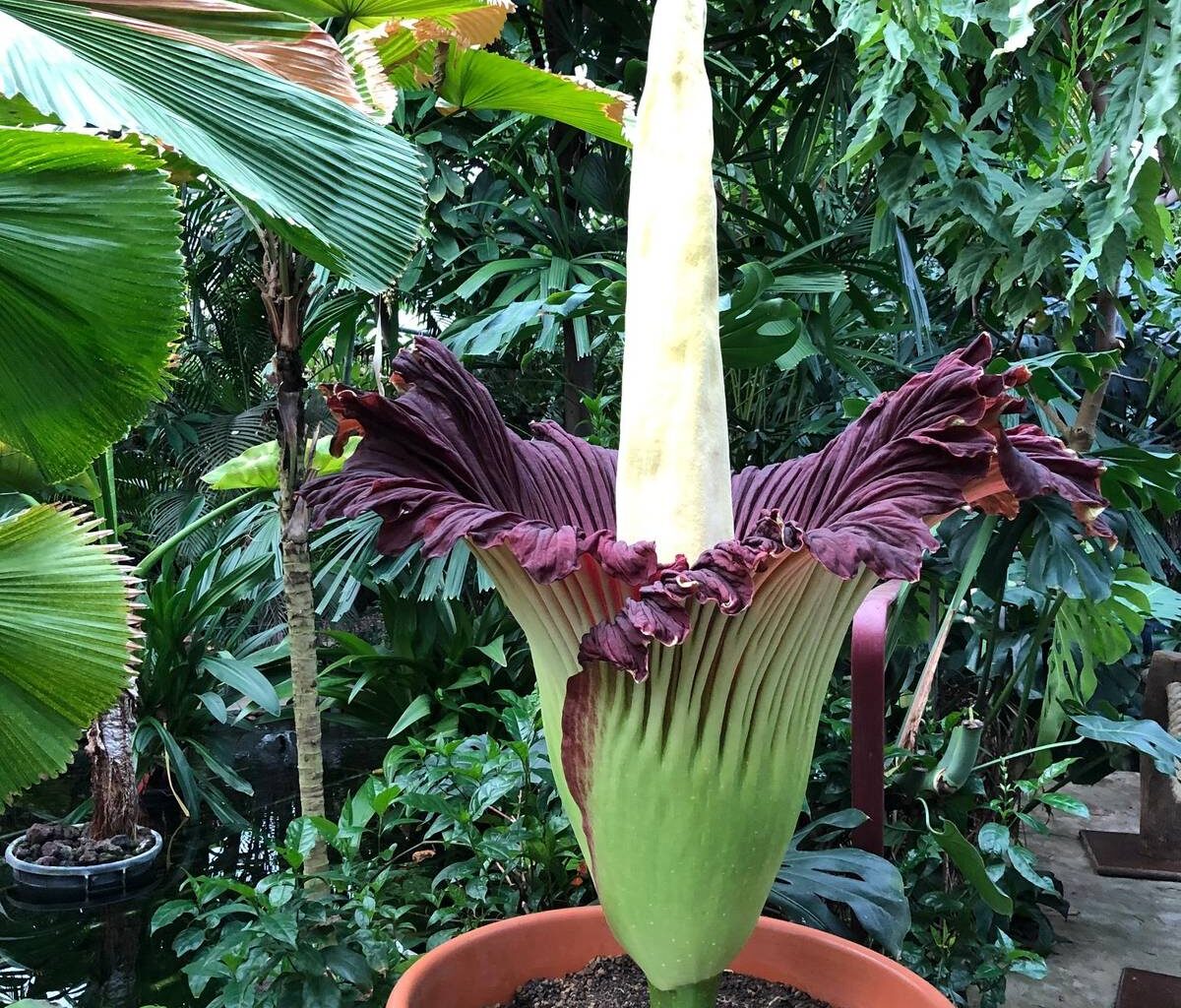 Dortmund: Titanenwurz aus Rombergpark geklaut