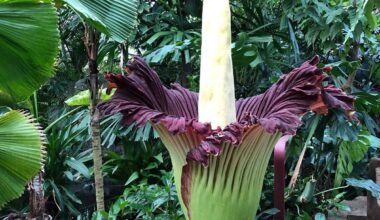 Dortmund: Titanenwurz aus Rombergpark geklaut