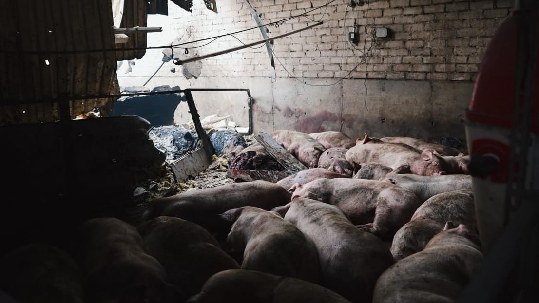 Tote Schweine liegen in einem der zerstörten Ställe.