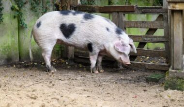„Passt zum Charakter“ - Schwein mit Herzfleck im Fell