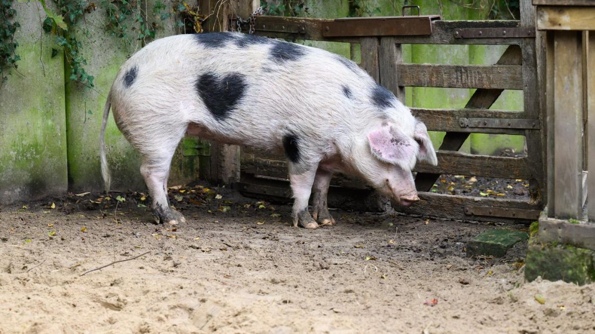 „Passt zum Charakter“ - Schwein mit Herzfleck im Fell