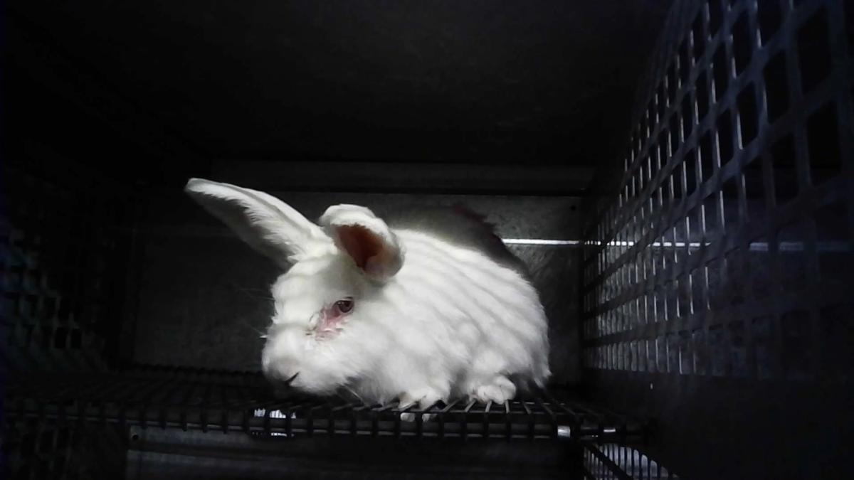Grüne schließen Ludwig Asam nach Tierschutz-Vorwürfen aus