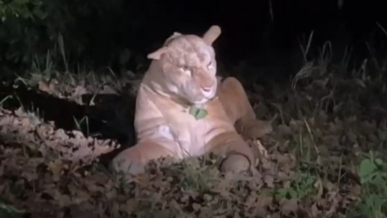 Vermeintlicher Puma entpuppt sich als Kuscheltier.