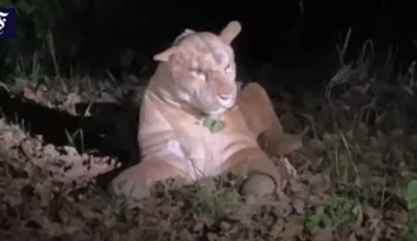 Kurioser Polizeieinsatz: Vermeintliche Puma-Sichtung in Frankfurt