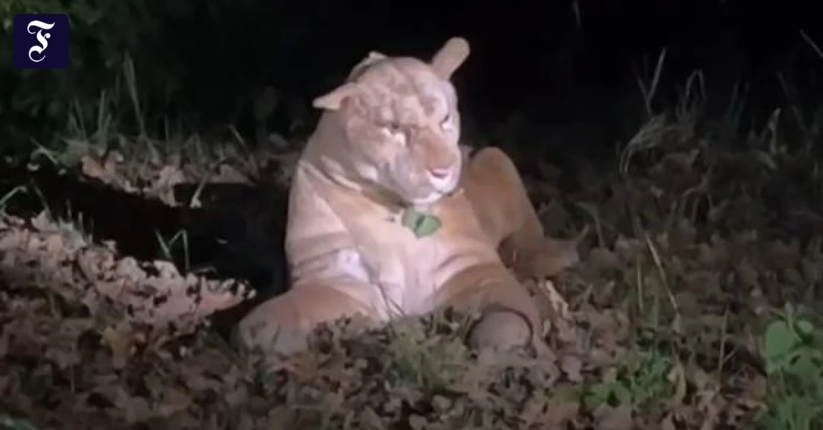Kurioser Polizeieinsatz: Vermeintliche Puma-Sichtung in Frankfurt