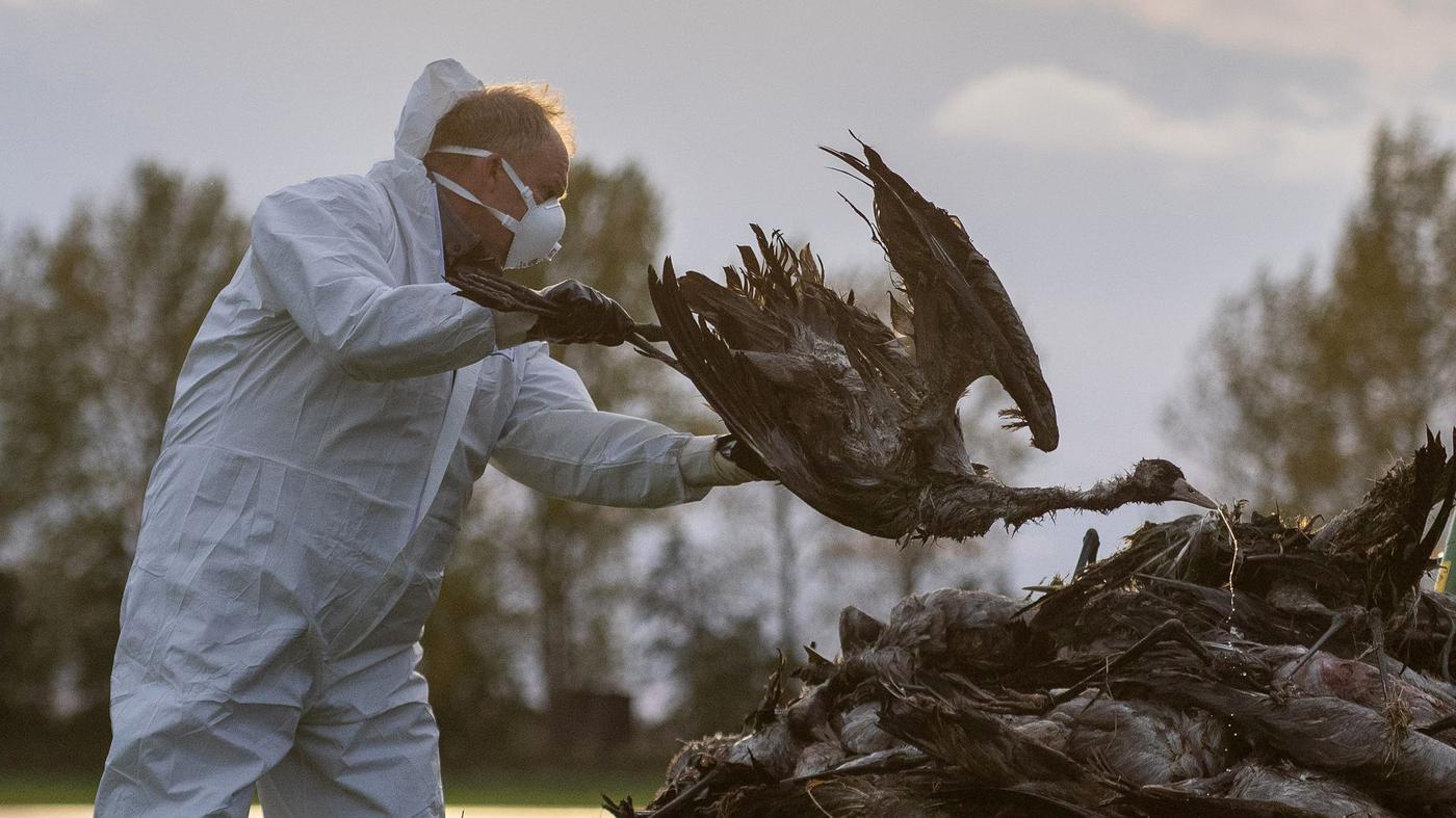 Was man tun soll, wenn man einen kranken Vogel findet