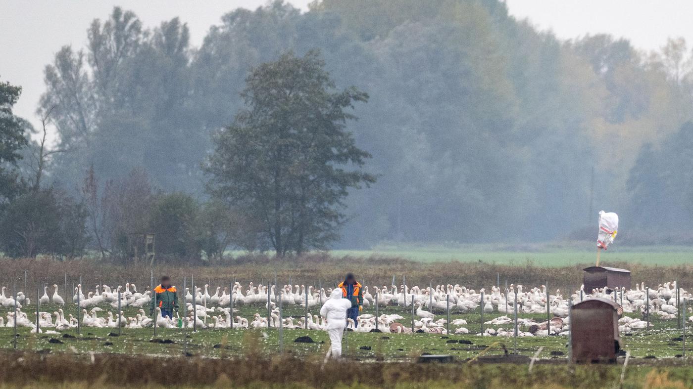 Was die Vogelgrippe so gefährlich macht