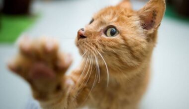 Katze fährt als blinder Passagier von Hannover nach Bochum