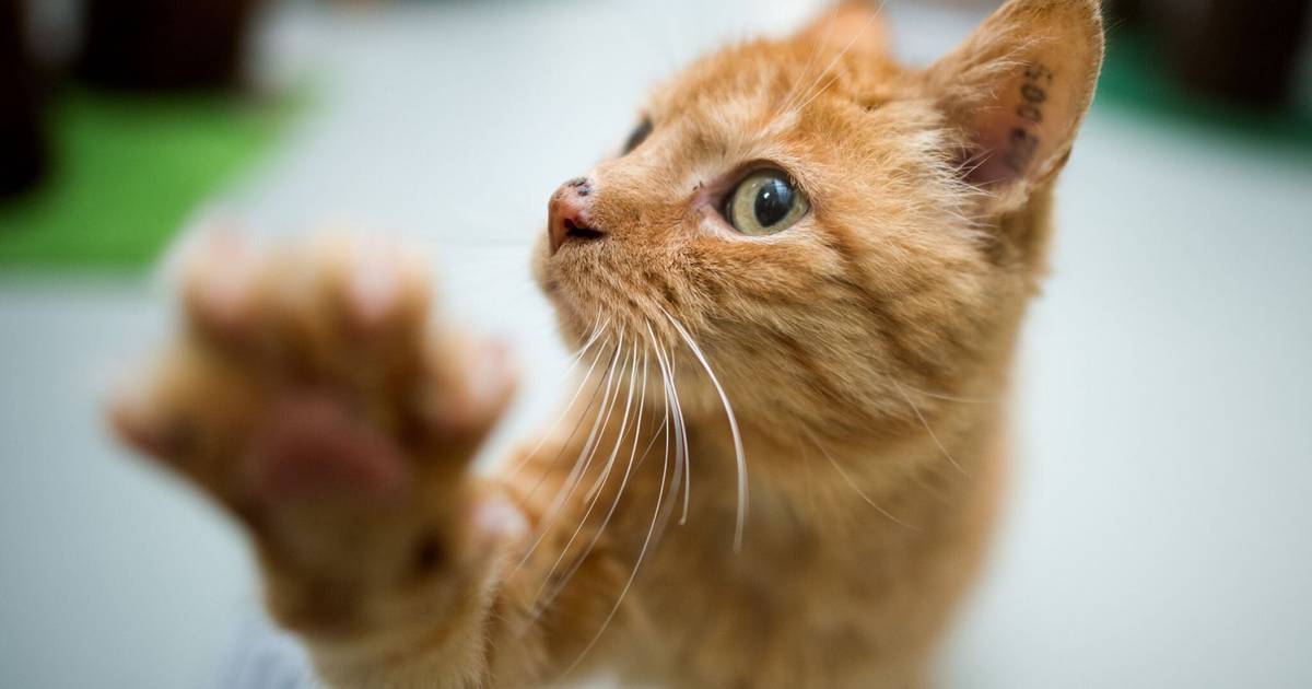 Katze fährt als blinder Passagier von Hannover nach Bochum