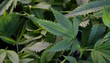Fünfjähriger kommt in Frankreich mit Cannabis in Schule