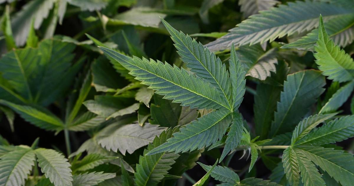 Fünfjähriger kommt in Frankreich mit Cannabis in Schule