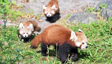 Erlebnis-Zoo Hannover jubelt über Nachwuchs bei Kleinen Pandas