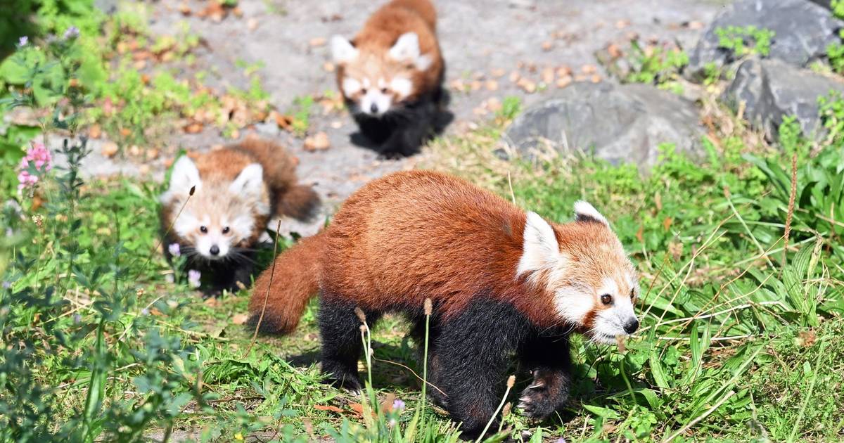 Erlebnis-Zoo Hannover jubelt über Nachwuchs bei Kleinen Pandas