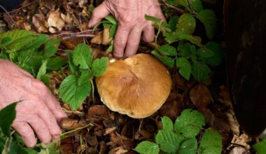Bußgelder, Verbote und Regeln beim Pilze Sammeln
