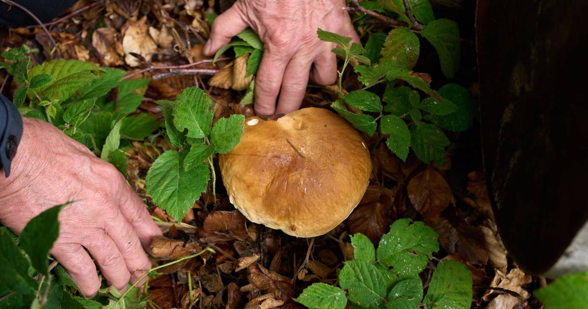 Bußgelder, Verbote und Regeln beim Pilze Sammeln