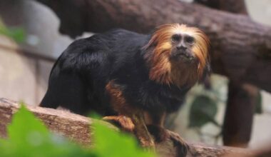 Neues Goldkopflöwenäffchen Elqui ist in den Grünen Zoo Wuppertal gezogen