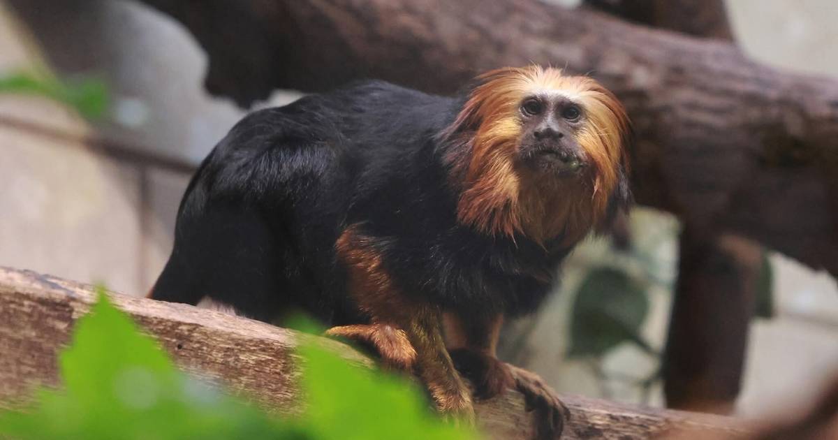 Neues Goldkopflöwenäffchen Elqui ist in den Grünen Zoo Wuppertal gezogen