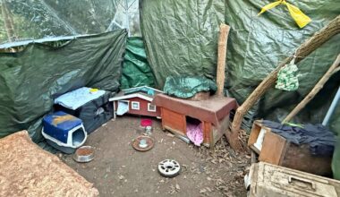 Futterstelle in Wuppertal will Katzen nicht sterben lassen