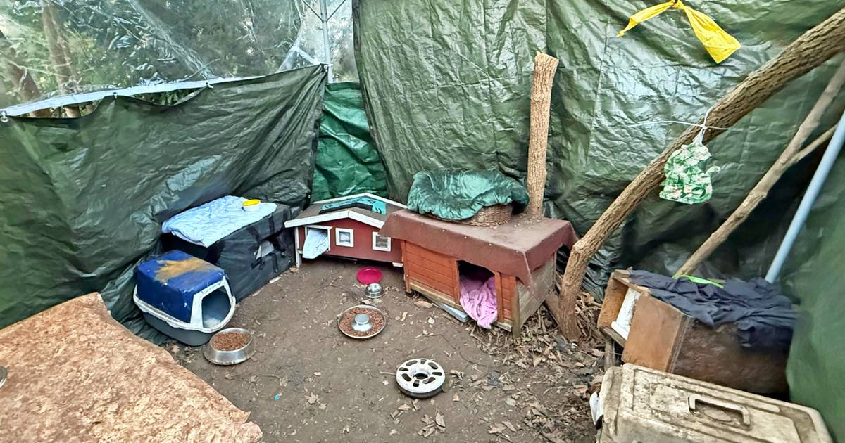 Futterstelle in Wuppertal will Katzen nicht sterben lassen