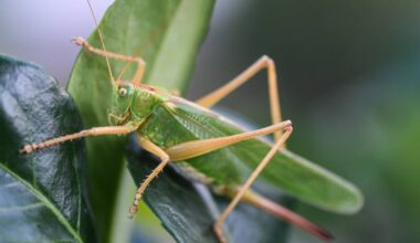 Wülfrath nimmt am Projekt „Heupferdchen“ teil