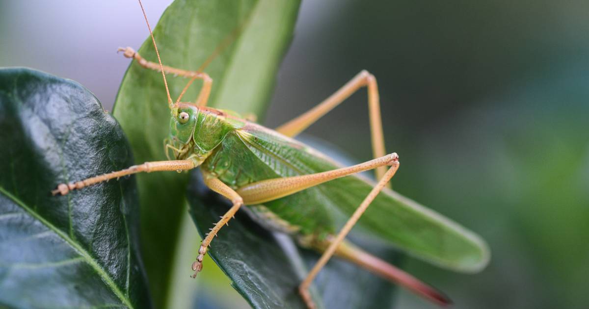 Wülfrath nimmt am Projekt „Heupferdchen“ teil