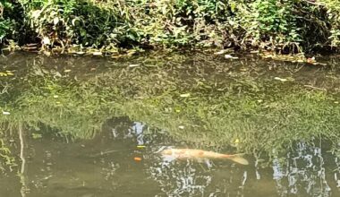 Mülforter entdecken wilden Koi in der Niers