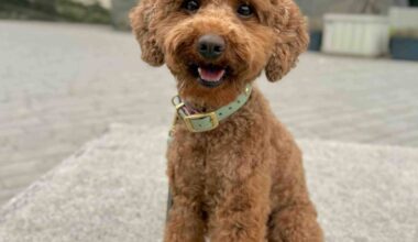 Emil aus Düsseldorf ist der schönste Hund in NRW