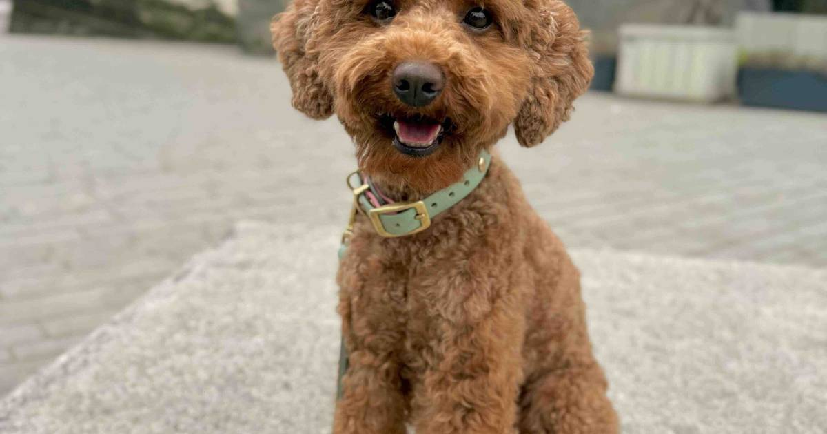 Emil aus Düsseldorf ist der schönste Hund in NRW