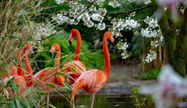 So schützt sich der Zoo Duisburg vor der Vogelgrippe