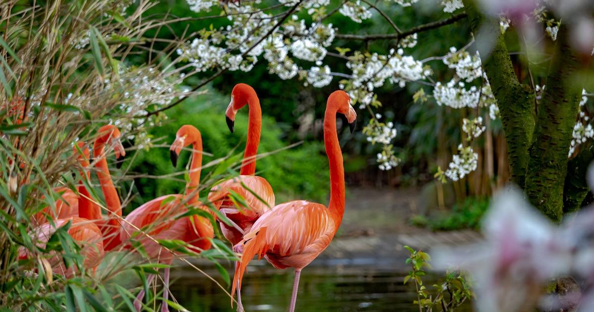 So schützt sich der Zoo Duisburg vor der Vogelgrippe