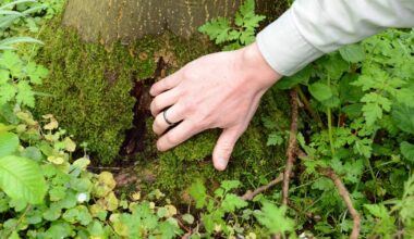 Stadt fällt weitere 134 kranke Bäume