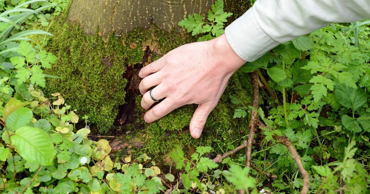 Stadt fällt weitere 134 kranke Bäume