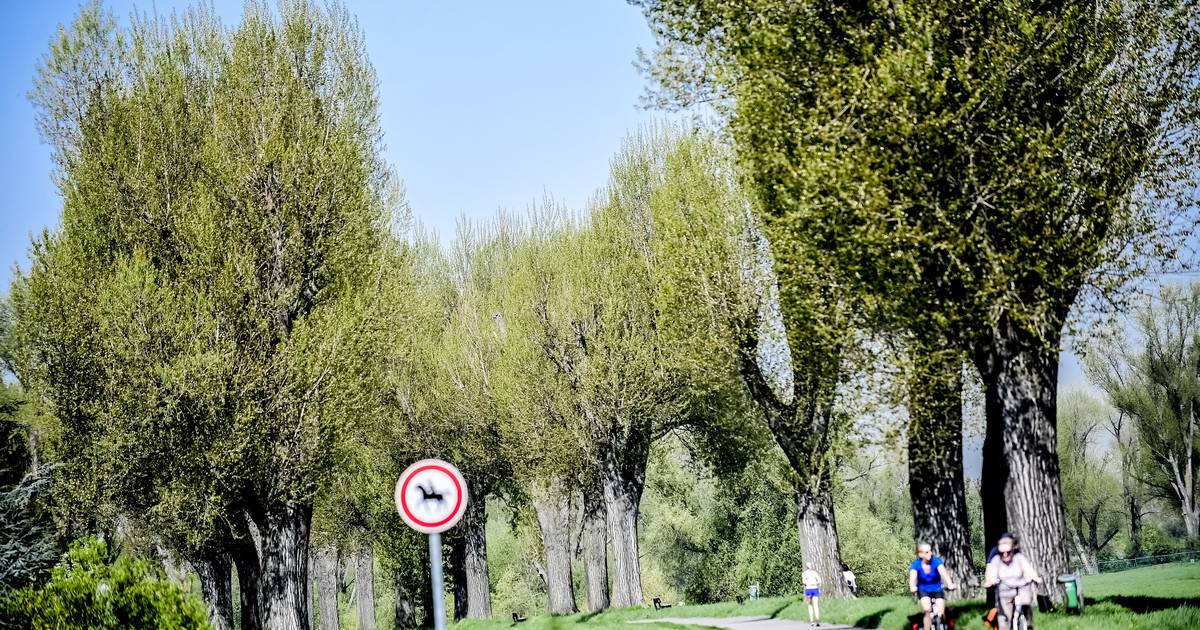 In Viersen werden Tausende Bäume gepflanzt