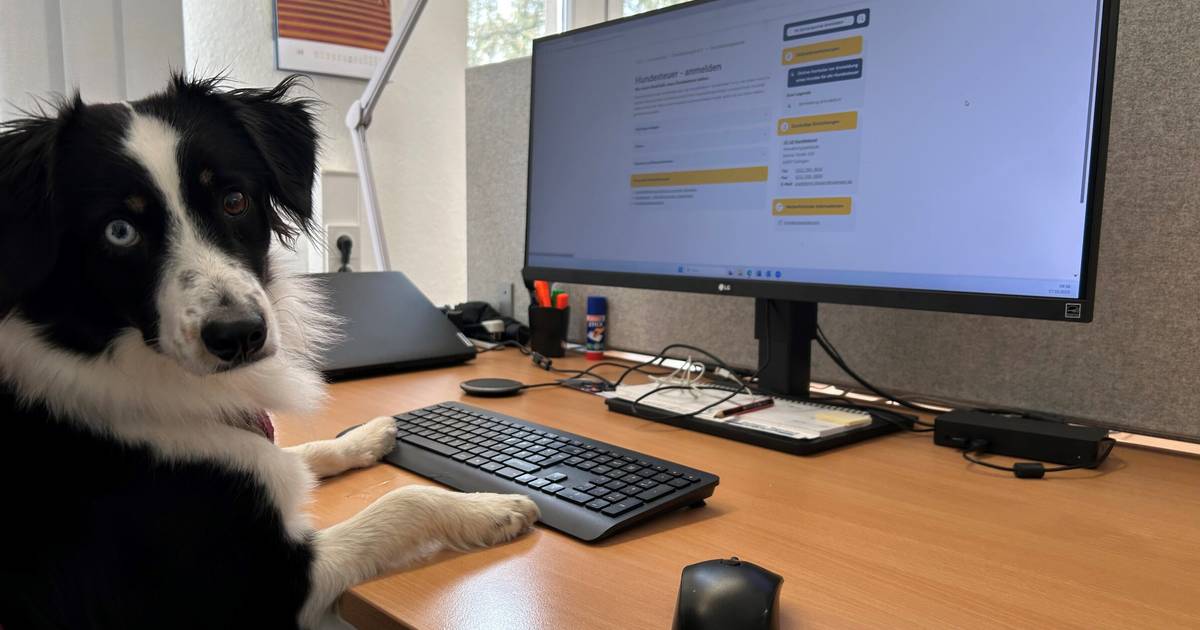 Hunde können in Solingen ab sofort online angemeldet werden