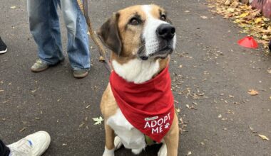 Bark-Date in Düsseldorf: Ein Speed-Dating für Hunde