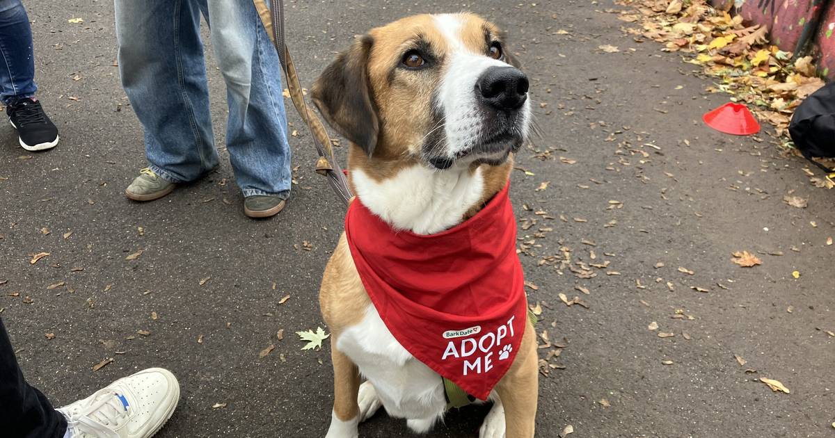 Bark-Date in Düsseldorf: Ein Speed-Dating für Hunde